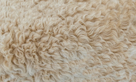 Wełna merino: komfort termiczny i natura w jednym